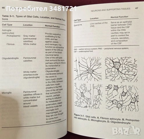Лекции по невронауки - реч, език, глас / Aronson's Neurosciences Pocket Lectures, снимка 5 - Специализирана литература - 54167718