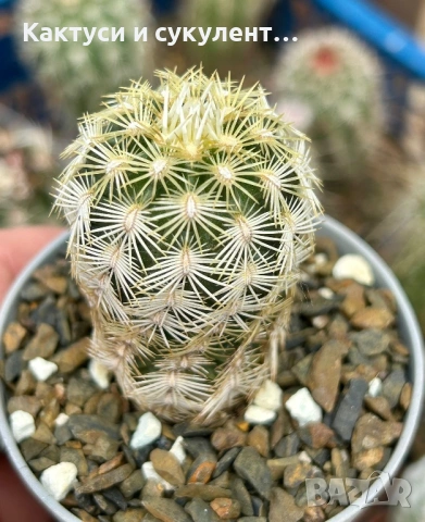 Кактус Echinocereus viridiflorus var. correllii