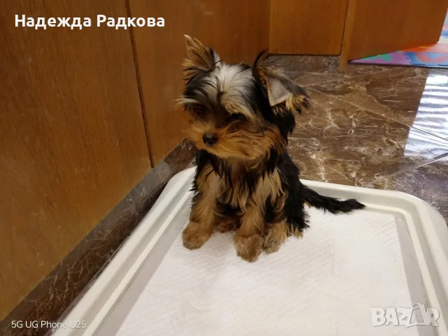 Йоркширски териер