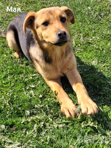 Кученца копойчета, снимка 10 - Други - 52566062