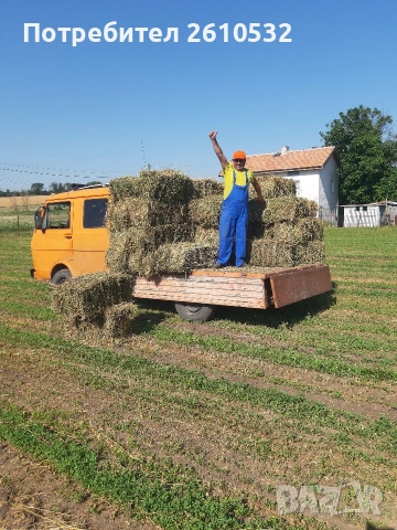 Бали люцерна 