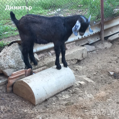 продавам 3 кози и 5 ярета, снимка 4 - Кози - 54900014