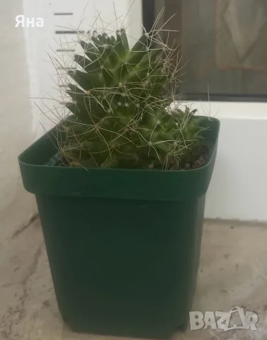 Кактус Mammillaria decipiens, снимка 2 - Стайни растения - 55692284