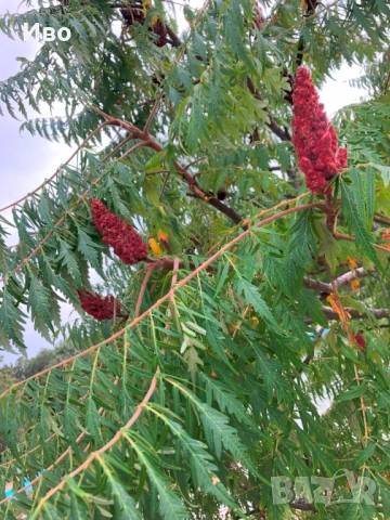 Продавам Рустифина Дисекта/Rhus typhina Dissecta