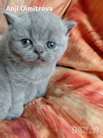 Британска късокосместа., снимка 2 - Британска късокосместа - 51429154