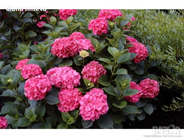 Хортензия Сибила, Hydrangea macrophylla Sibilla за сянка!!, снимка 2 - Градински цветя и растения - 54722792