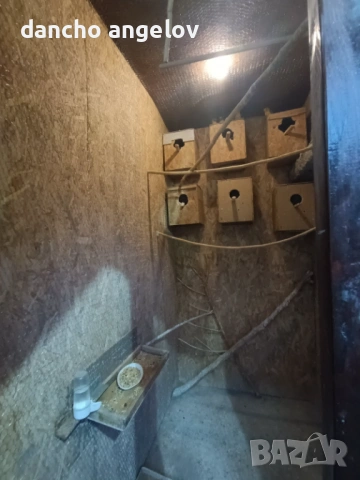 Продавам папагали 