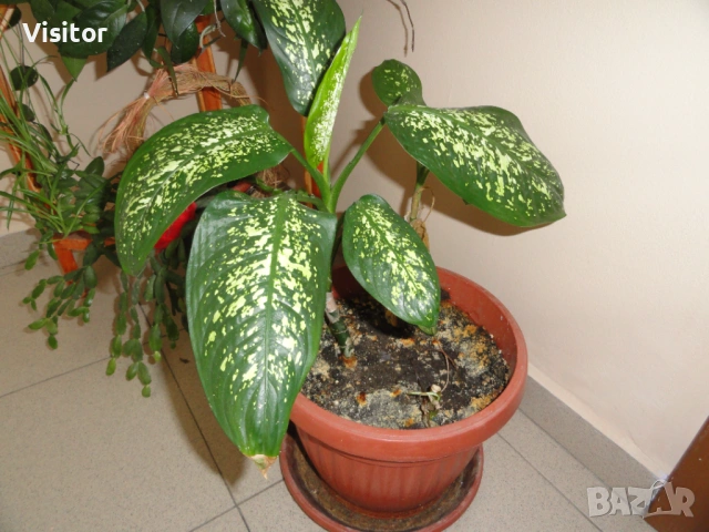 Sony Cyber-shot DSC-H55  - 14.1 MPx, снимка 16 - Фотоапарати - 54117639