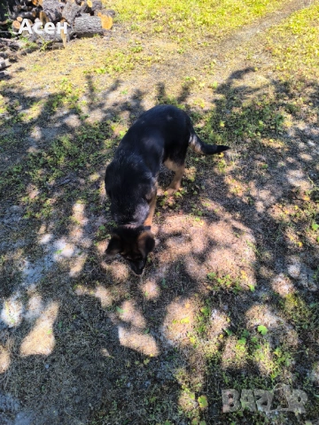 Чисто кръвна Немска овчарка на 4 месеца женска , снимка 9 - Немска овчарка - 54319285