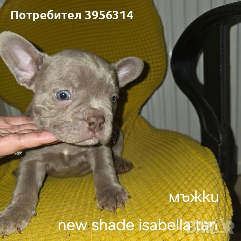 Френски булдог търси дом 🐾 Малки френски булдочета на 40 дни търсят своето  ново  семейство. , снимка 2 - Френски булдог - 54364366