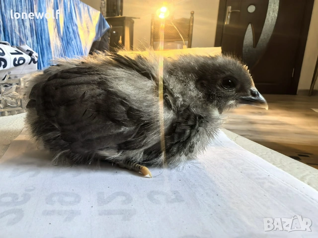 Породисти пилета, снимка 3 - Кокошки и пуйки - 53959262