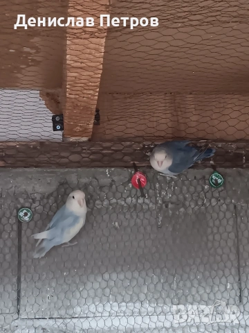 папагали неразделки , снимка 2 - Папагали - 54215349