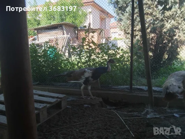 Пауни 4 годишни, снимка 8 - други­ - 55540067