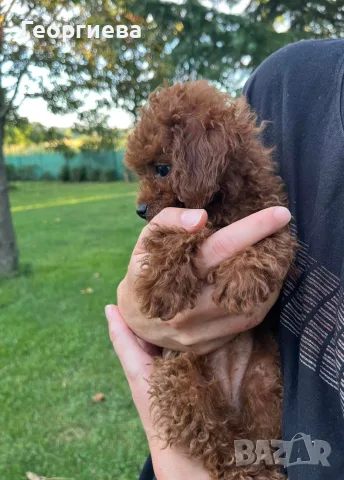 Пудел той / poodle toy, снимка 4 - Пудели - 55417100