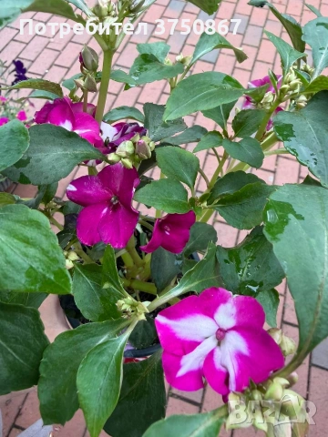 🩷🌿💜 Impatiens walleriana 'Raffael Star Mix' (Циганче / Импатиенс)