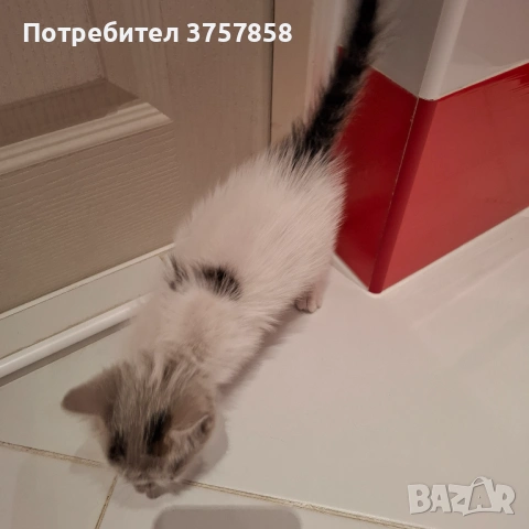  Мъжко коте, снимка 2 - Други - 54383344