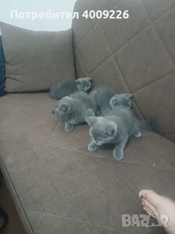 Британска котка, снимка 4 - Британска късокосместа - 55544166