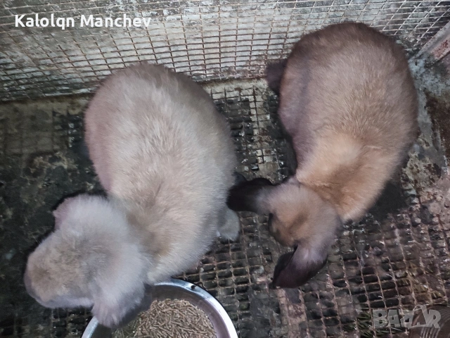 кочовати зайци за разплод мъжки на 3 месеца+цена 60евро, снимка 4 - Декоративни зайчета - 54896630