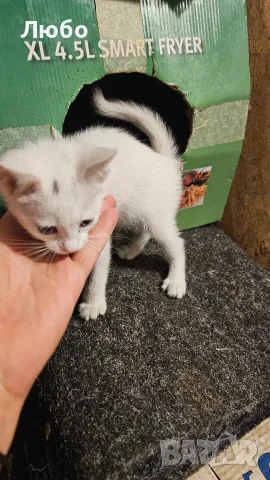 Котенца.на два месеца.чисто бели чудесни за домашен Любимец, снимка 3 - Други - 55577575