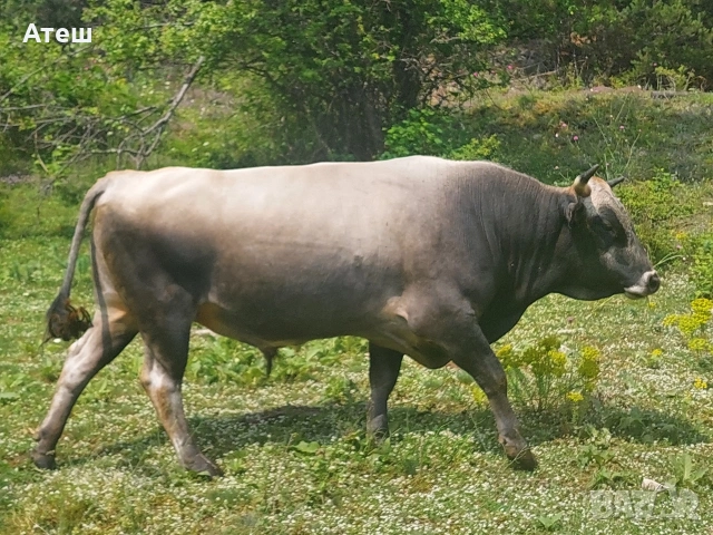 бикове и крави за продан, снимка 5 - Крави - 53992281