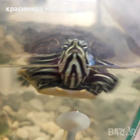 Водни костенурки, снимка 3 - Костенурки - 55408123