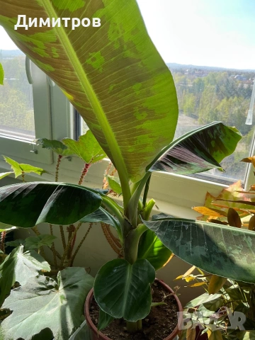 Бананови палми