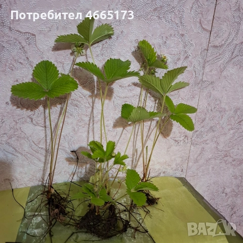 Разсад горска ягода, снимка 8 - Градински цветя и растения - 54568175