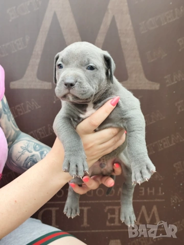 Американско Були Хл American bully Xl ABKC , снимка 13 - Други - 54806076