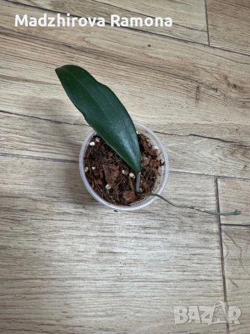 Hoya Хоя Bulusan 