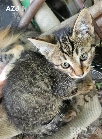 4 сладки котенца , снимка 6 - Други - 55335580