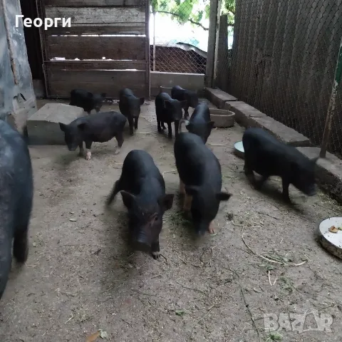Виетнамски прасенца продавам