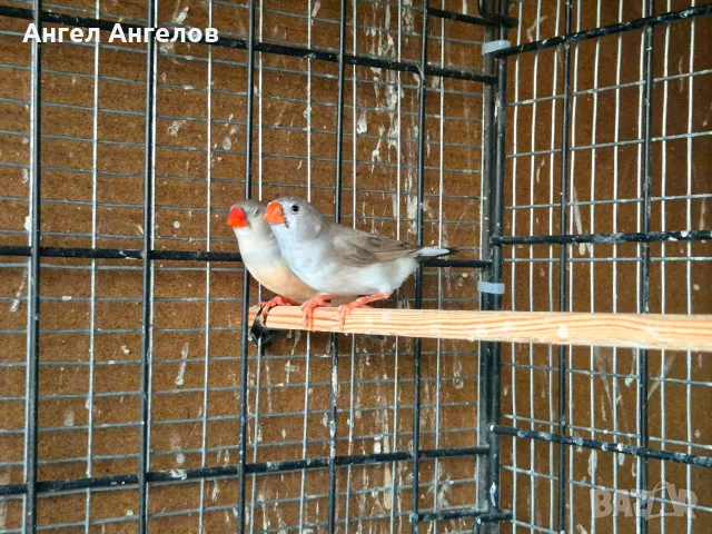 зеброви амадини , снимка 4 - Амадини - 55637073