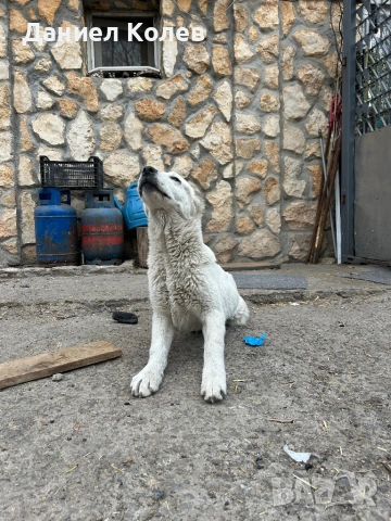 Продавам женски алабай, снимка 4 - Алабай - 54001463