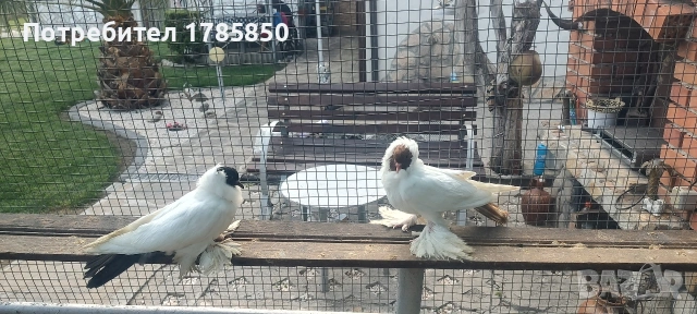 гълъби шмалханденски монахини , снимка 4 - Гълъби - 54794469