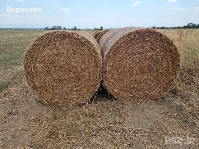 Ролонни бали грах