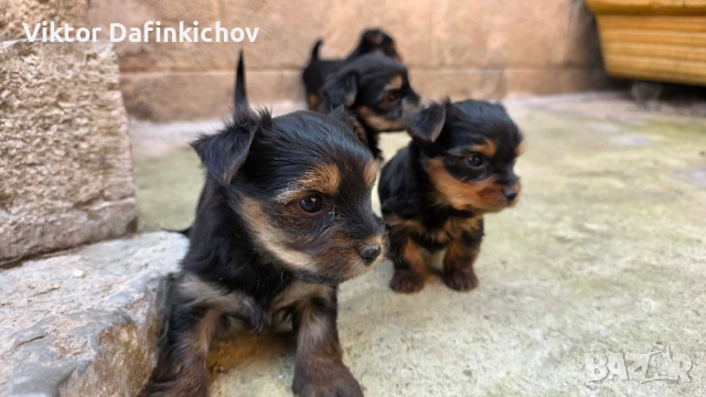 Мини йорки, снимка 7 - Йоркширски териер - 54316527