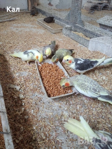 Корели , снимка 3 - Папагали - 54622071