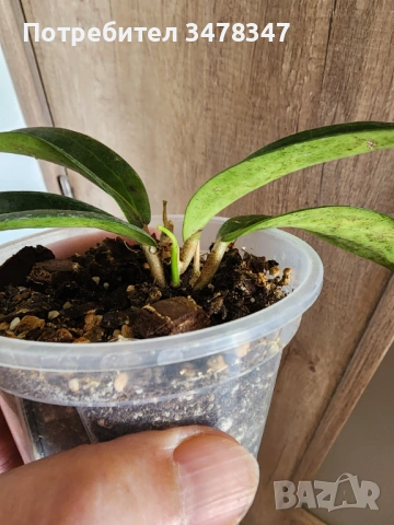 Хоя Soligamiana, снимка 2 - Стайни растения - 53992708