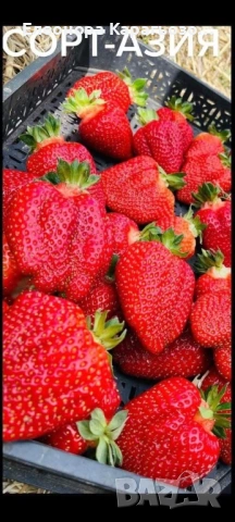 Разсад Ягоди и Малини, снимка 5 - Разсади - 53958254