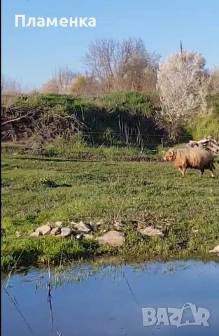 Продавам овен