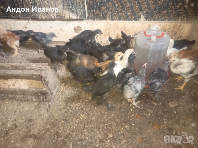 Пиленца(пилета) на 20дни., снимка 12 - други­ - 55062573