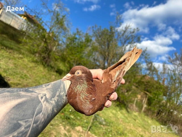 Поморийски Ролер Силни на въртене, снимка 3 - Гълъби - 54296900