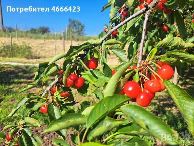 Продава двуетажна масивна къща, снимка 12 - Къщи - 55481989