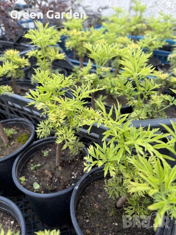 Бъз Sambucus nights “Golden Tower”, снимка 3 - Градински цветя и растения - 54784109