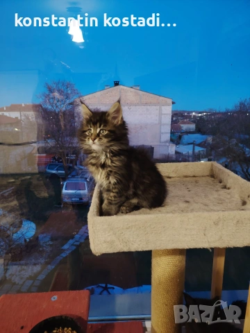 Уникални котенца Мейн кун , снимка 6 - Мейн кун - 55173454