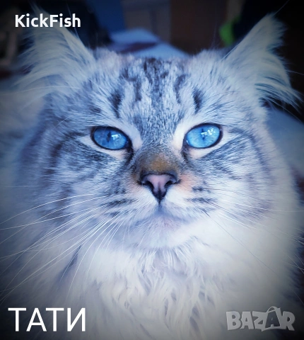 Невски маскарадни котенца 