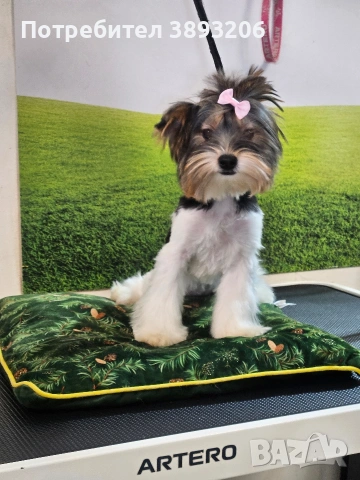 йоркширски териер. бивер , снимка 3 - Йоркширски териер - 54300747