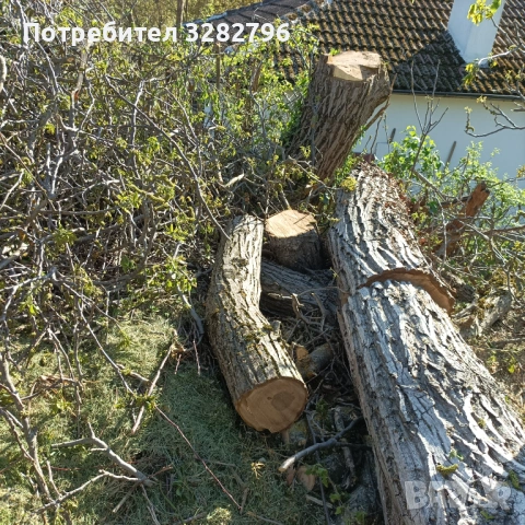 Продавам труп орехов, снимка 2 - Дърводелски услуги - 54783038