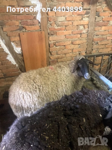 Три ялови овце , снимка 7 - Овце - 54184586