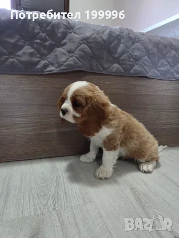 Кавалер кинг чарлз, снимка 5 - Кавалер кинг чарлз шпаньол - 55618503